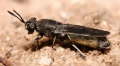 Latać czarne lwamy i jej larwy